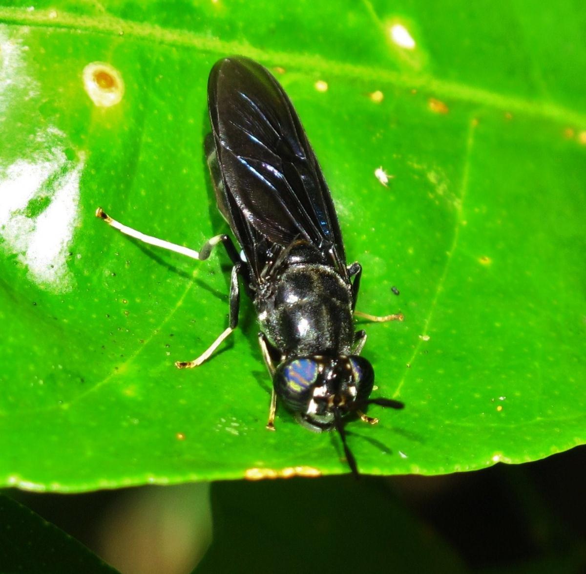 Stratiomyidae: Hermetia illucens (female) (1)