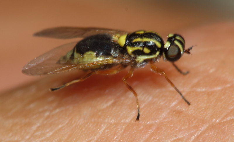 Stratiomyidae: Oxycera pardalina (female) (2)