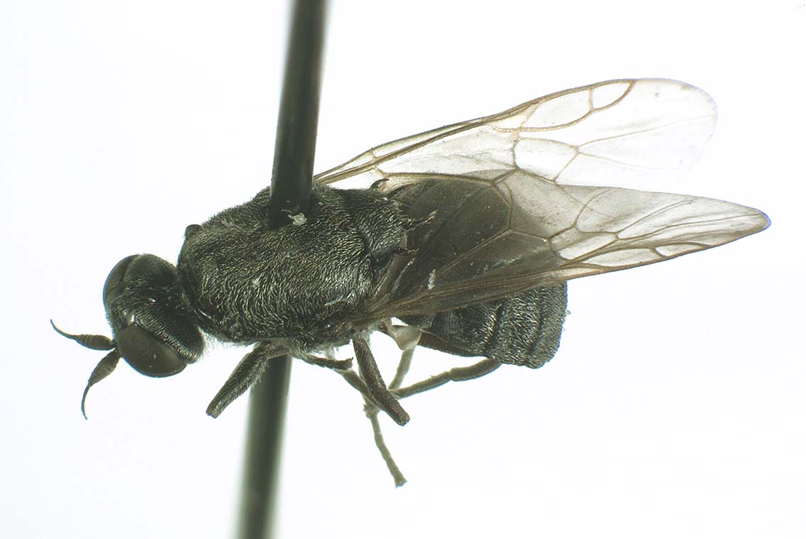 Stratiomyidae: Maackiana laminiformis (female) (1)