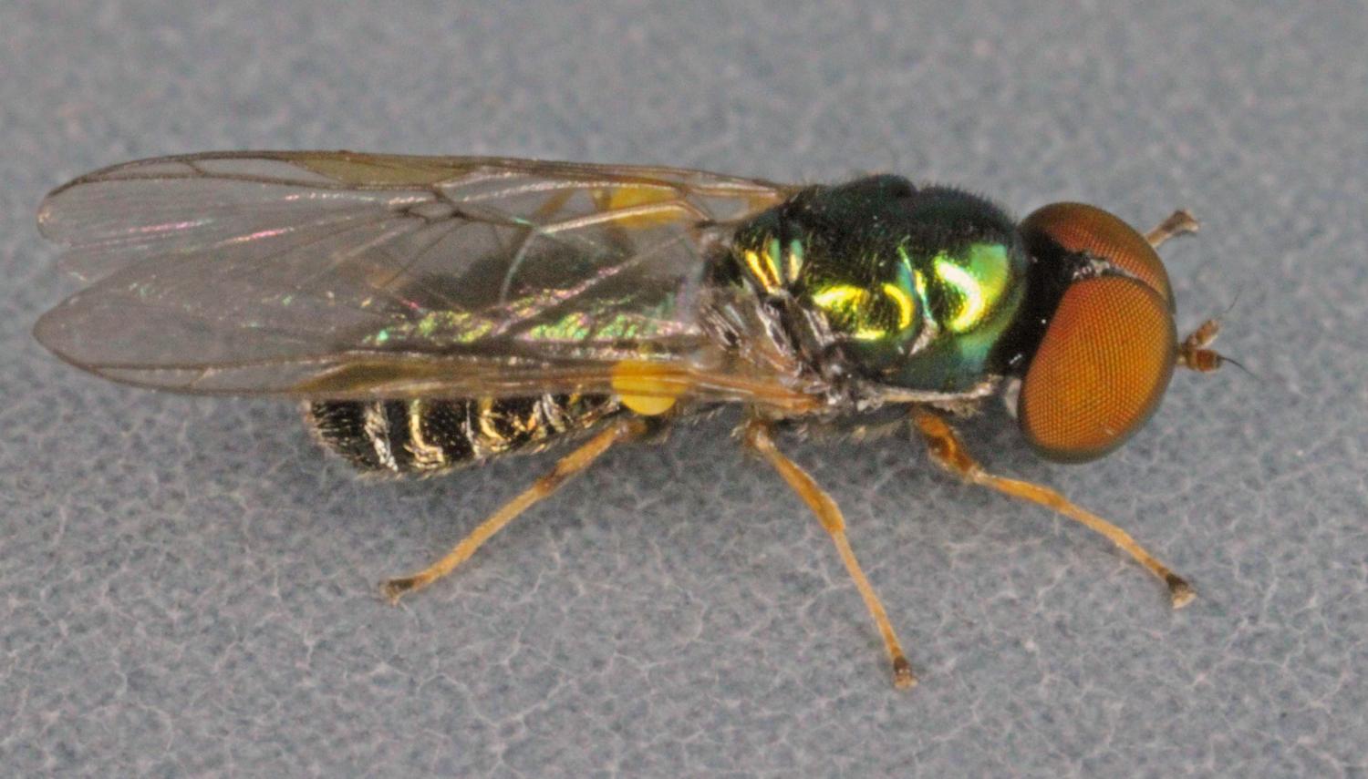 Stratiomyidae: Microchrysa flavicornis (male) (1)
