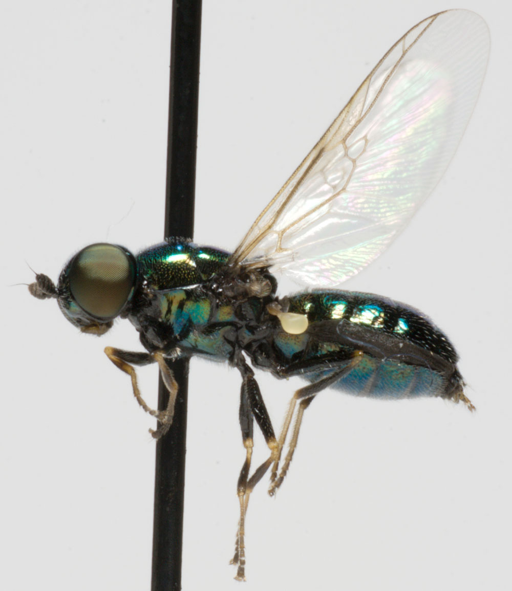 Stratiomyidae: Microchrysa polita (female) (5)