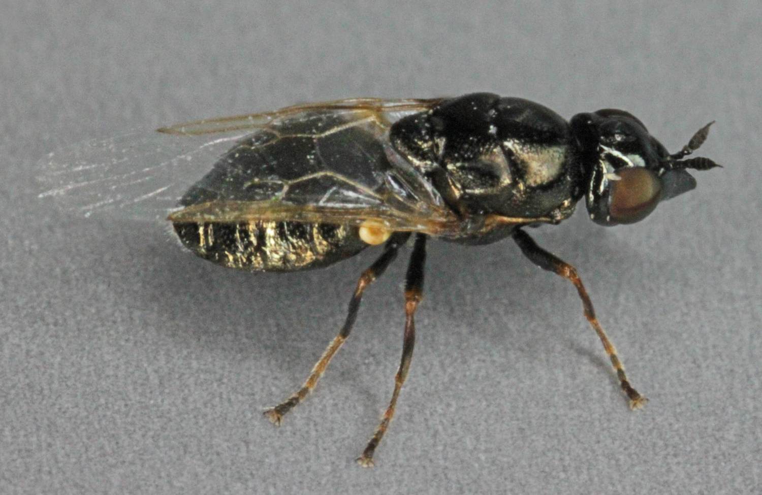 Stratiomyidae: Nemotelus (Camptopelta) nigrinus (female) (1)