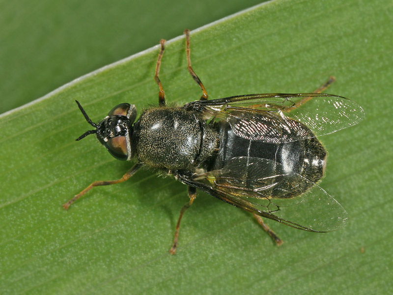 Stratiomyidae: Odontomyia tigrina (female) (4)