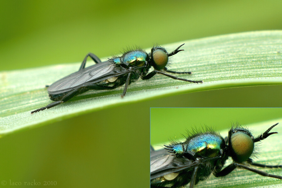Stratiomyidae: Actina chalybea (male) (3)