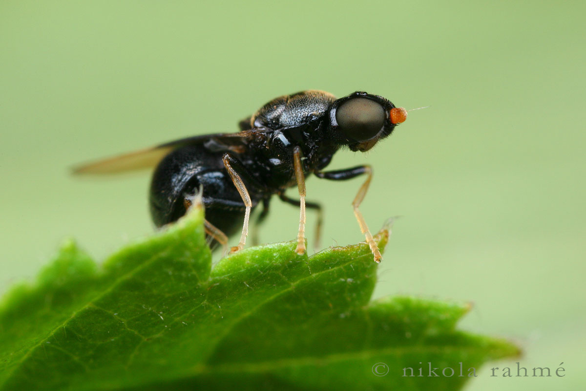 Stratiomyidae: Pachygaster atra (female) (4)