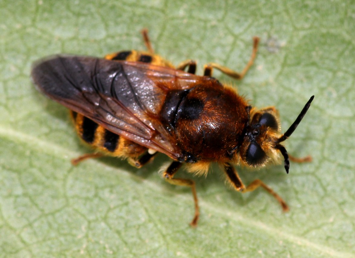 Stratiomyidae: Pycnomalla splendens (female) (1)