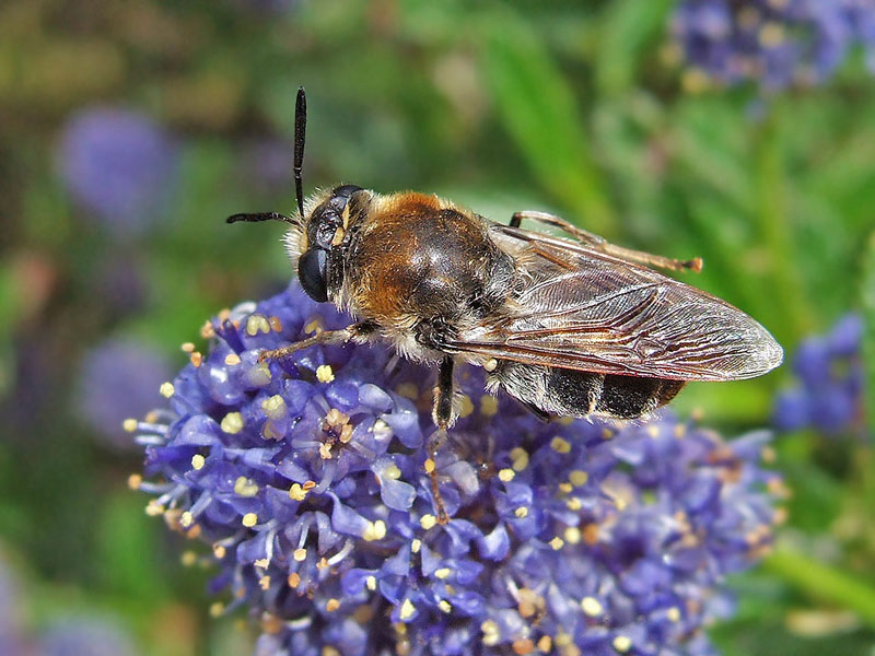 Stratiomyidae: Stratiomys longicornis (female) (1)