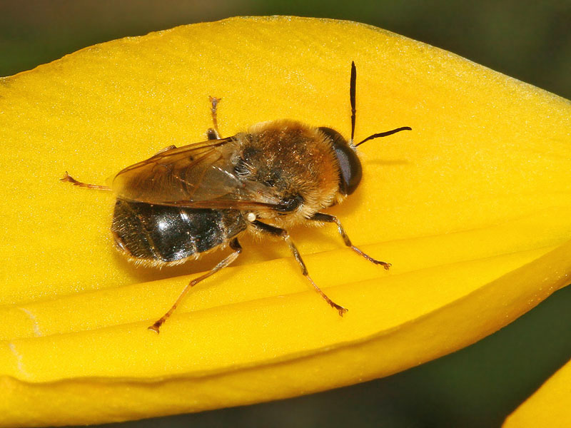 Stratiomyidae: Stratiomys longicornis (male) (1)