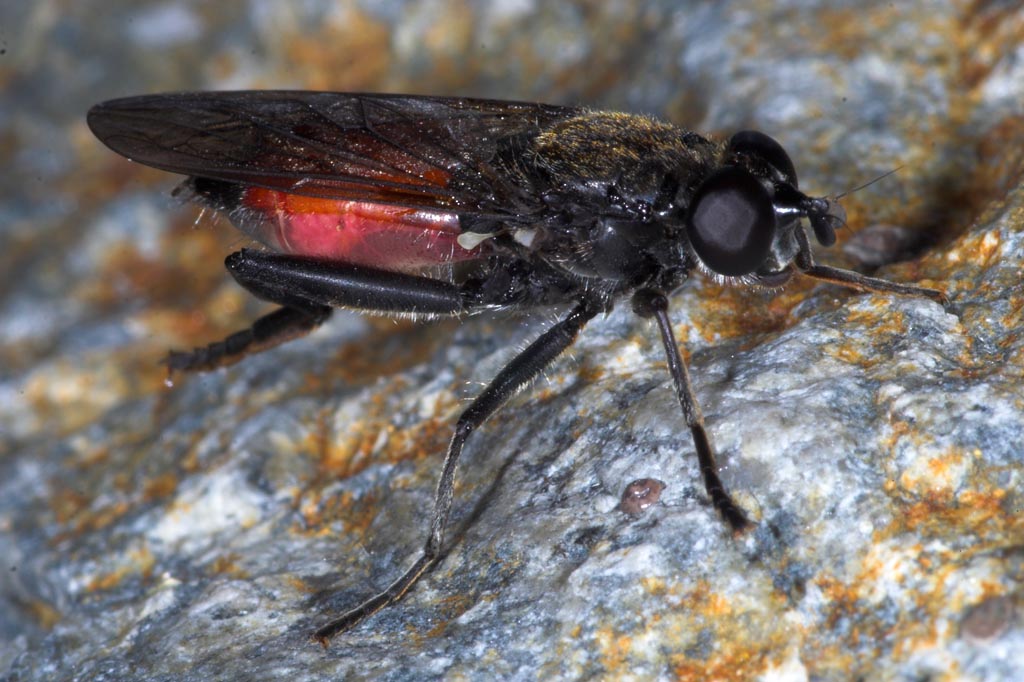 Syrphidae: Brachypalpoides lentus (female) (3)
