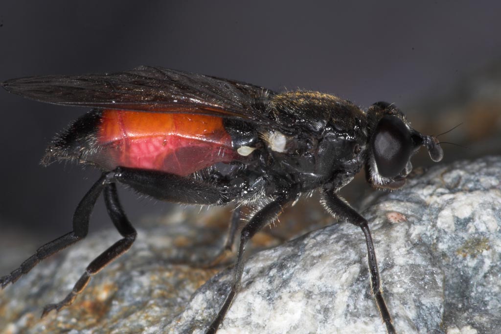 Syrphidae: Brachypalpoides lentus (female) (4)