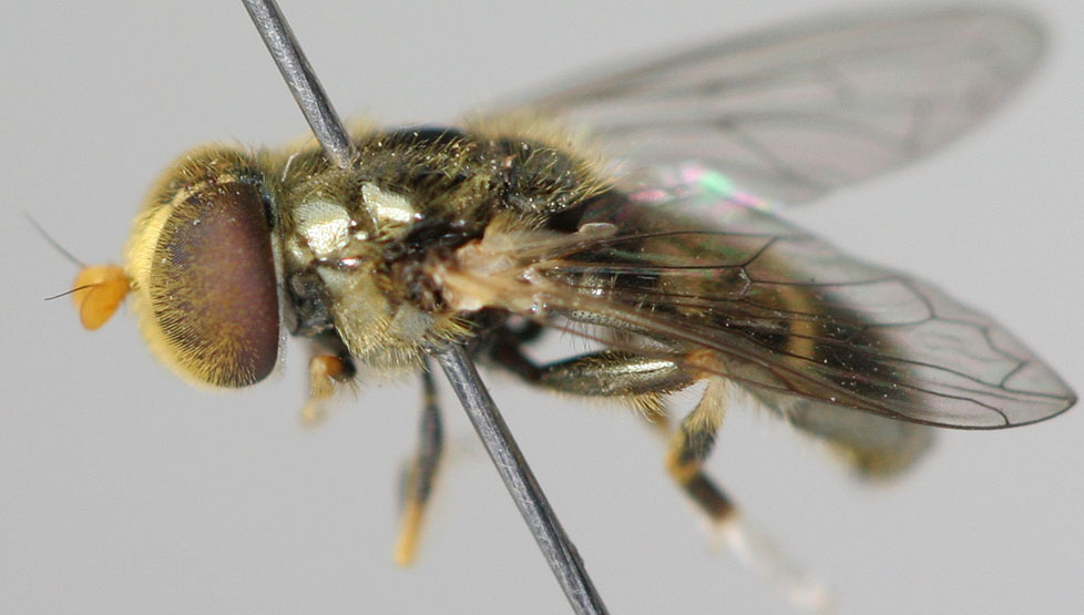 Syrphidae: Eumerus aurifrons (1)