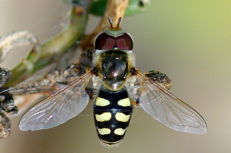 Syrphidae: Scaeva albomaculata (male) (1)