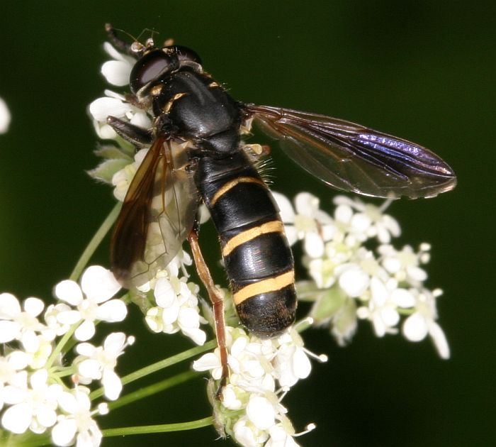 Syrphidae: Temnostoma bombylans (male) (1)