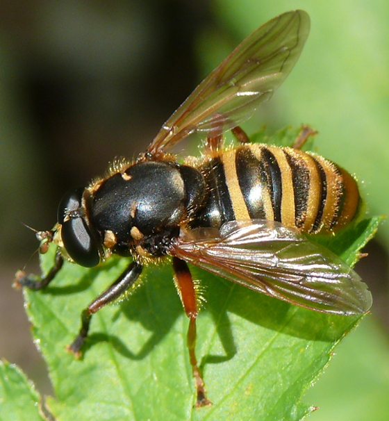Syrphidae: Temnostoma apiforme (male) (2)