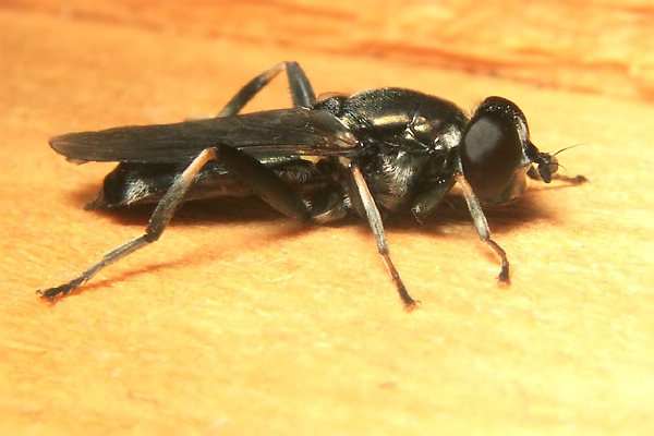 Syrphidae: Xylota jakutorum (female) (1)