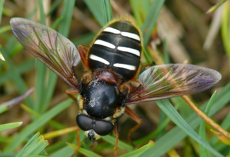 Syrphidae: Sericomyia lappona (male) (3)