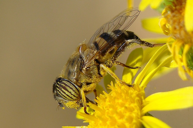 Syrphidae: Eristalinus taeniops (female) (3)