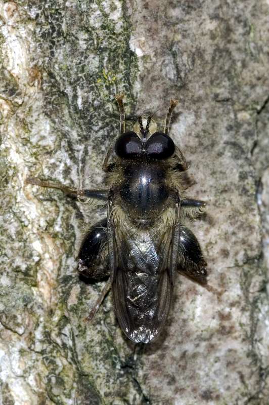Syrphidae: Criorhina pachymera (male) (3)