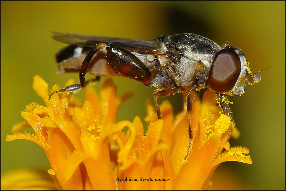 Syrphidae: Syritta pipiens (female) (5)