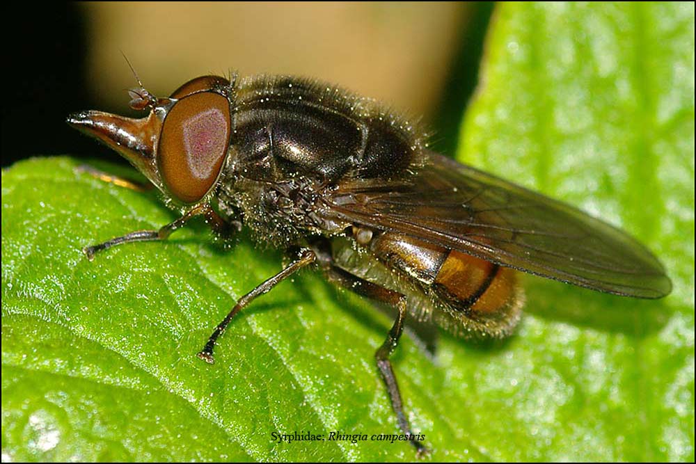 Syrphidae: Rhingia campestris (male) (3)