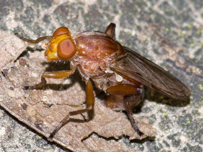 Syrphidae: Hammerschmidtia ferruginea (female) (1)