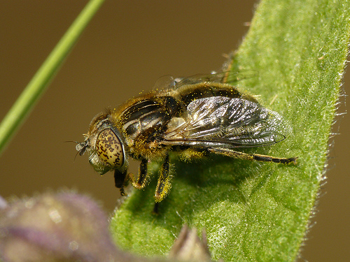 Syrphidae: Eristalinus sepulchralis (female) (2)