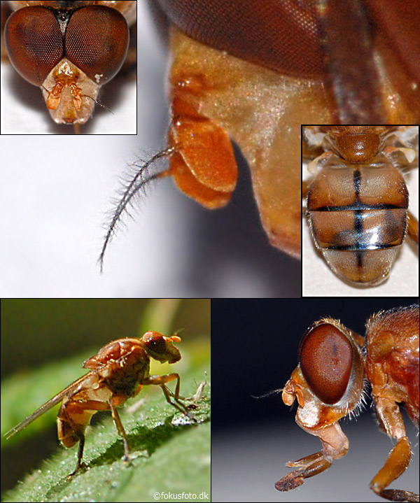 Syrphidae: Brachyopa testacea (male) (5)