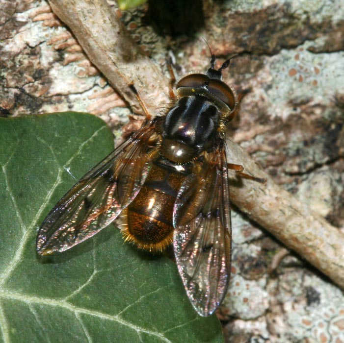 Syrphidae: Ferdinandea cuprea (male) (1)