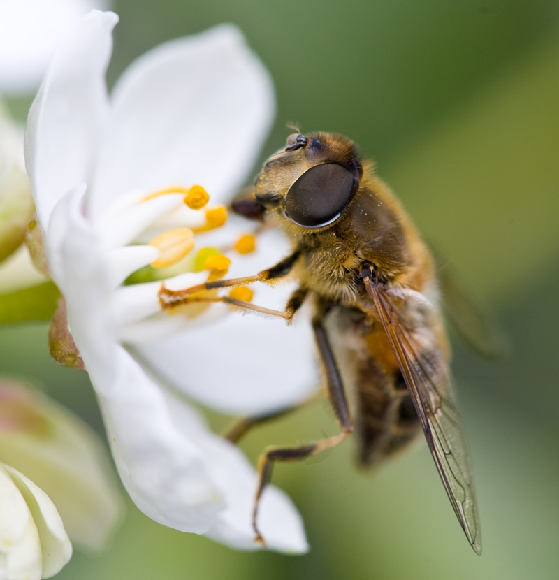 Syrphidae: Eristalis pertinax (female) (2)