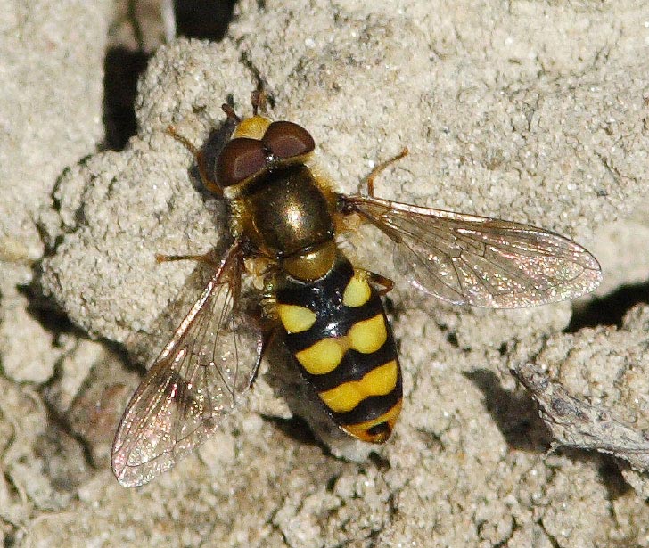 Syrphidae: Eupeodes (Eupeodes) latifasciatus (male) (1)