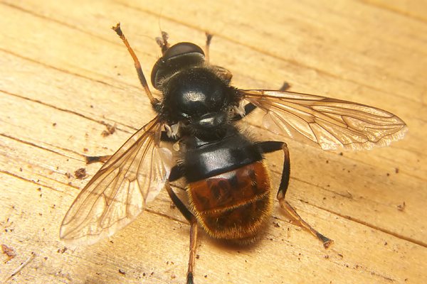 Syrphidae: Blera fallax (male) (2)
