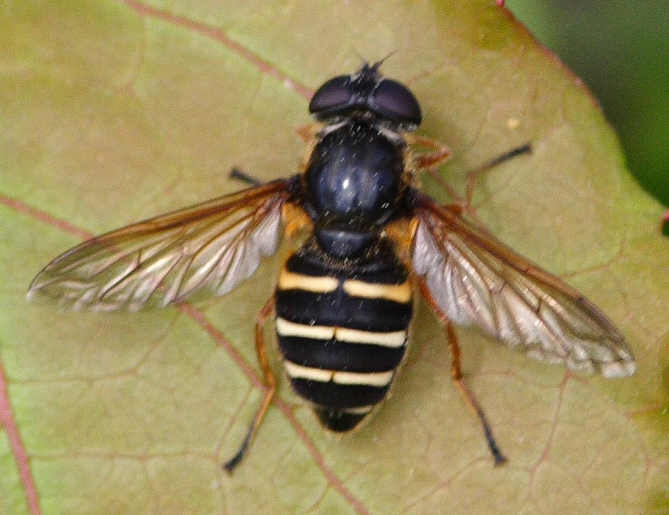 Syrphidae: Sericomyia nigra (female) (1)