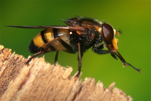 Syrphidae: Volucella inanis (2)