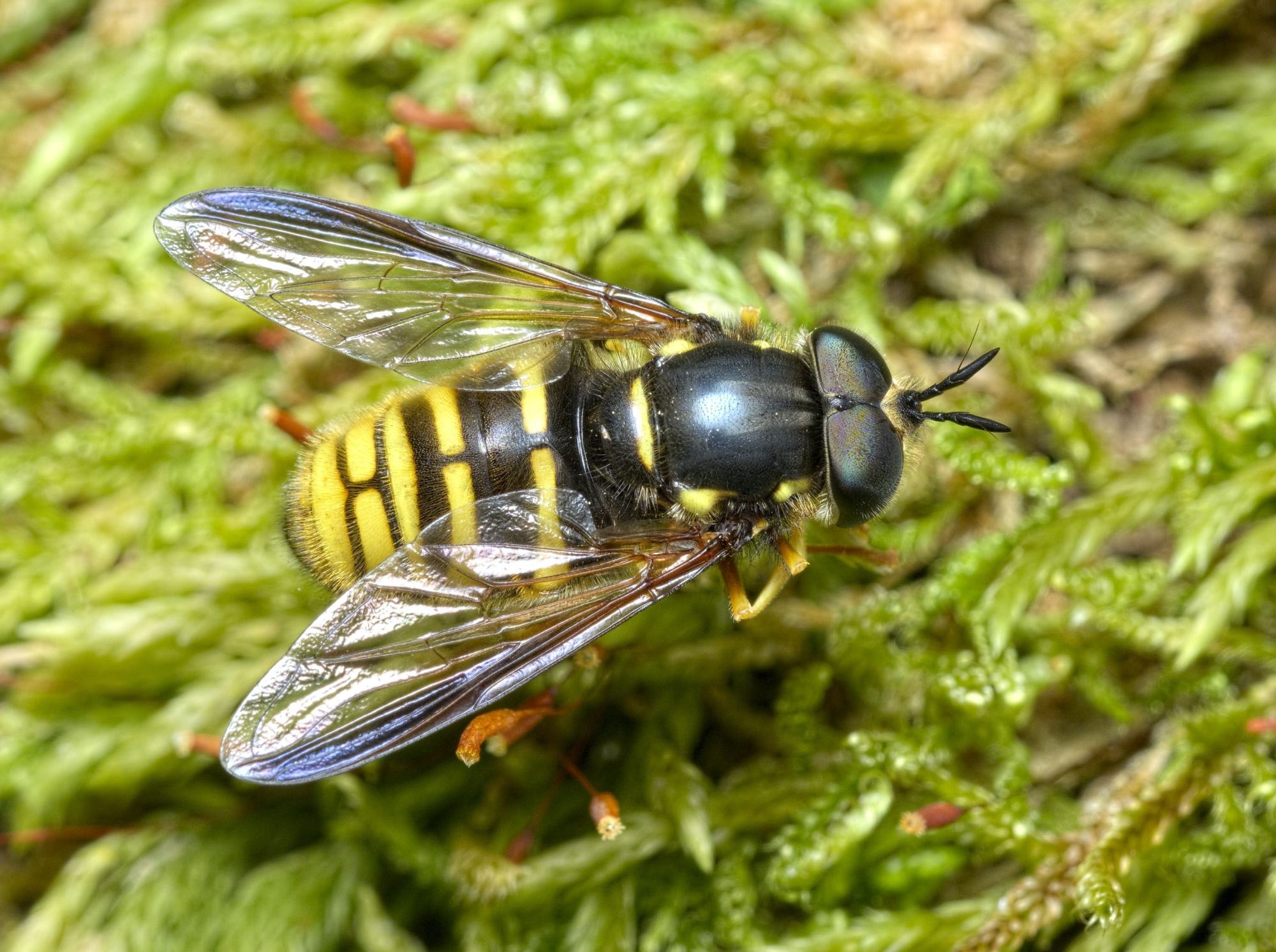 Syrphidae: Chrysotoxum fasciolatum (male) (2)