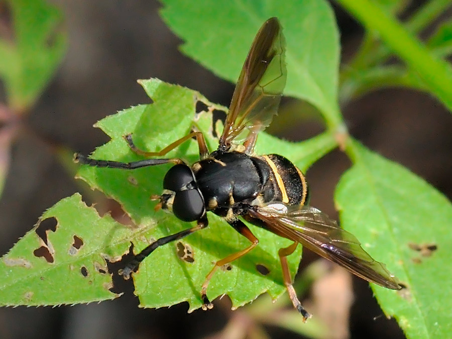 Syrphidae: Temnostoma bombylans (male) (3)