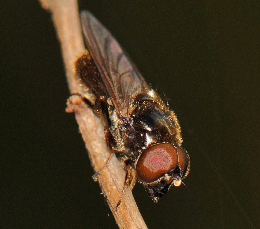 Syrphidae: Cheilosia bergenstammi (male) (2)