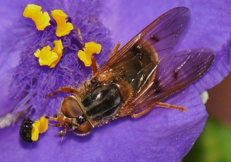 Syrphidae: Ferdinandea ruficornis (female) (4)