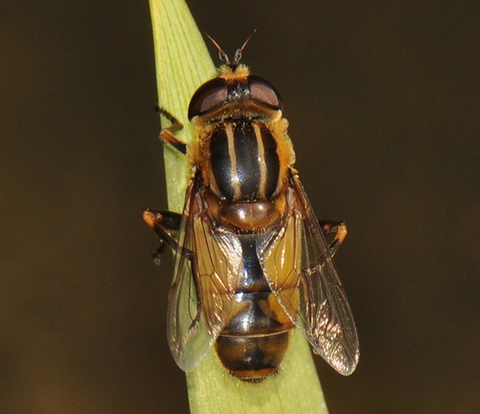 Syrphidae: Helophilus hybridus (male) (2)
