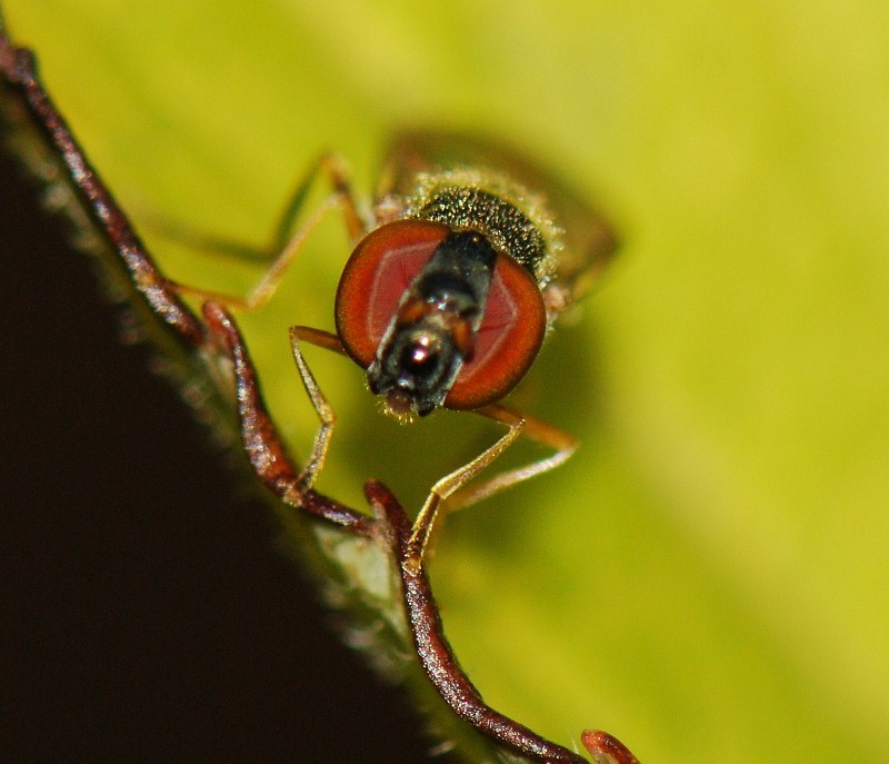 Syrphidae: Melanostoma mellinum (female) (1)