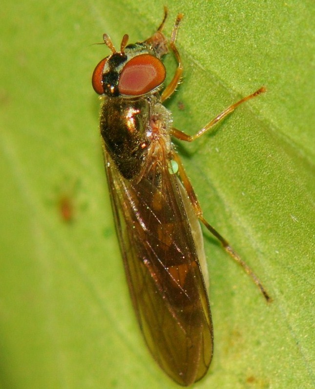 Syrphidae: Melanostoma scalare (female) (3)