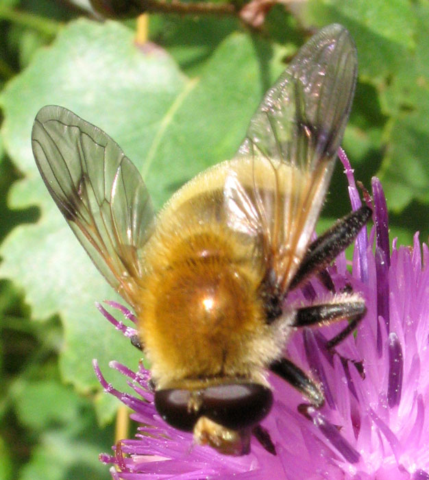 Syrphidae: Arctophila superbiens (male) (4)