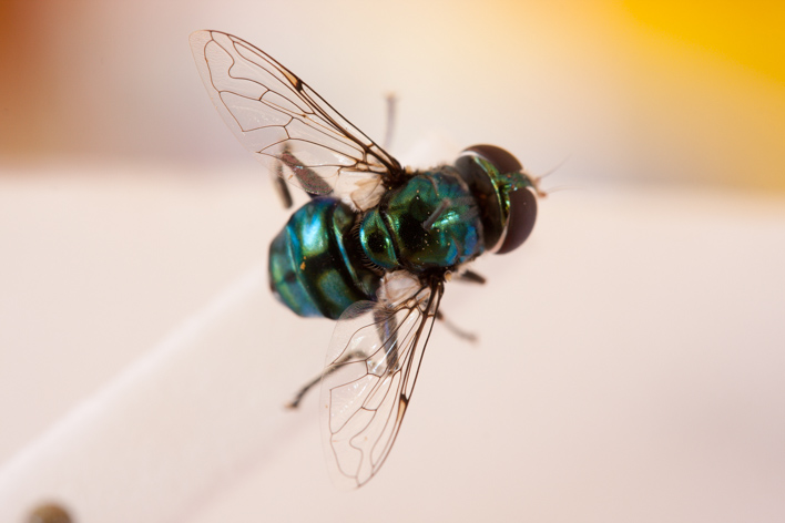 Syrphidae: Austalis smaragdi (female) (2)