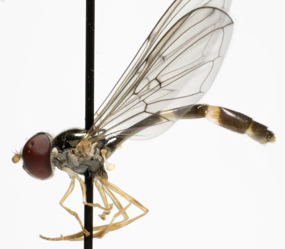 Syrphidae: Baccha elongata (female) (3)