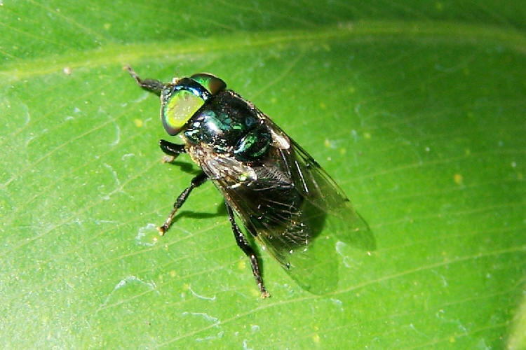 Syrphidae: Ornidia sp. (1)