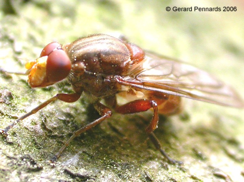 Syrphidae: Brachyopa panzeri (male) (1)