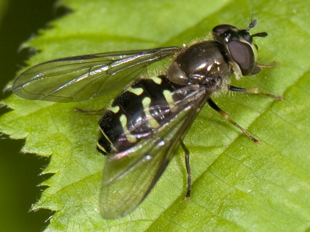 Syrphidae: Dasysyrphus lenensis (female) (1)