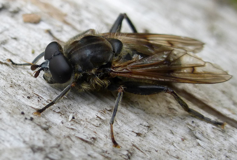 Syrphidae: Chalcosyrphus eunotus (male) (2)
