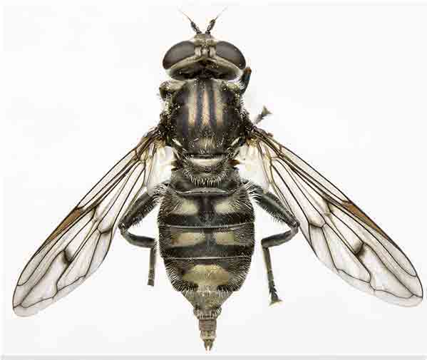 Syrphidae: Chalcosyrphus (Xylotomima) metallifera (female) (1)