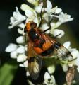 chanfroy062volucella_inflat_t1.jpg