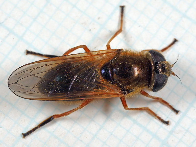 Syrphidae: Cheilosia albipila (female) (3)